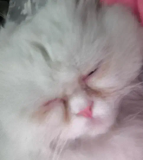 گربه پرشین اصیل|گربه|ری, ظهیرآباد|دیوار