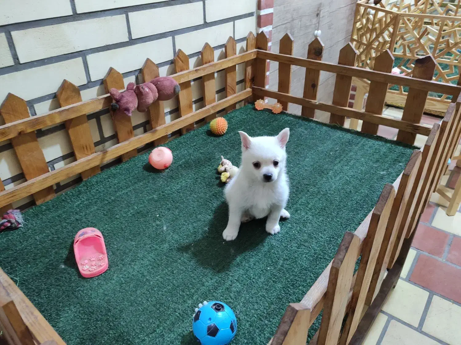 پامر اشپیتز ماده|سگ|کاشان, امیرکبیر|دیوار