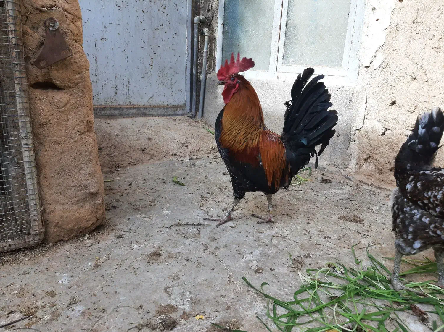 تخم مرغ نطفه دار|حیوانات مزرعه|جهرم, |دیوار