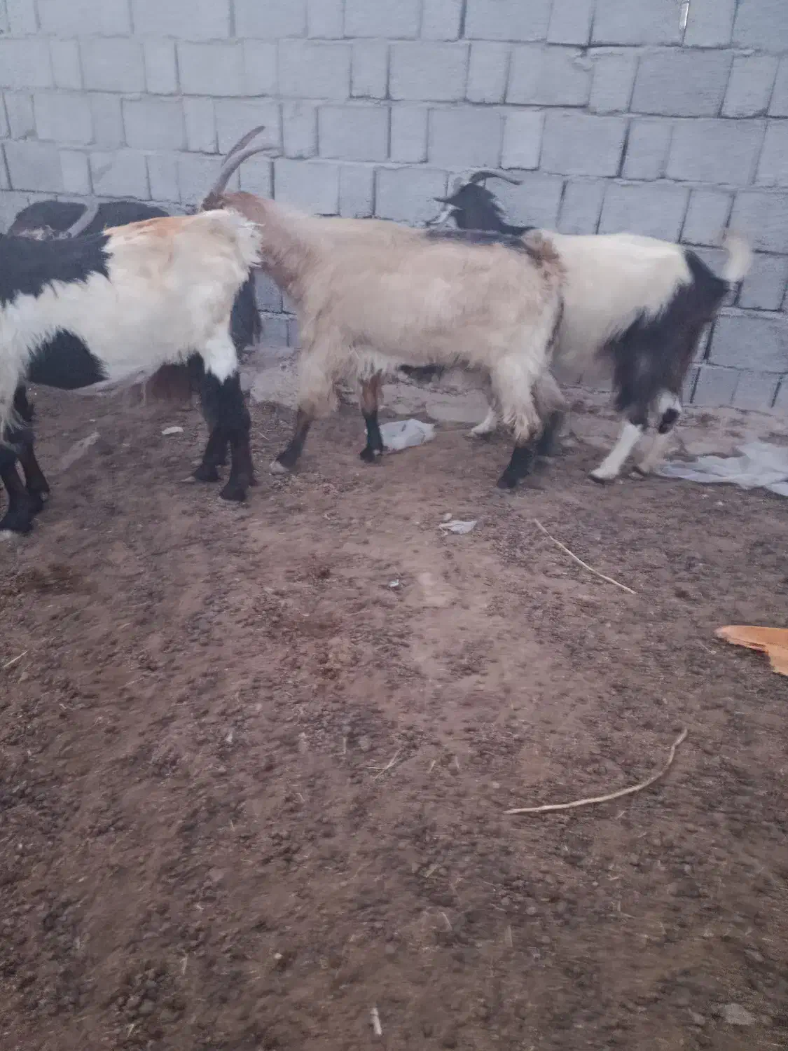 تعداد 20راس بز کهر ه دار داشتی|حیوانات مزرعه|بندر گناوه, |دیوار