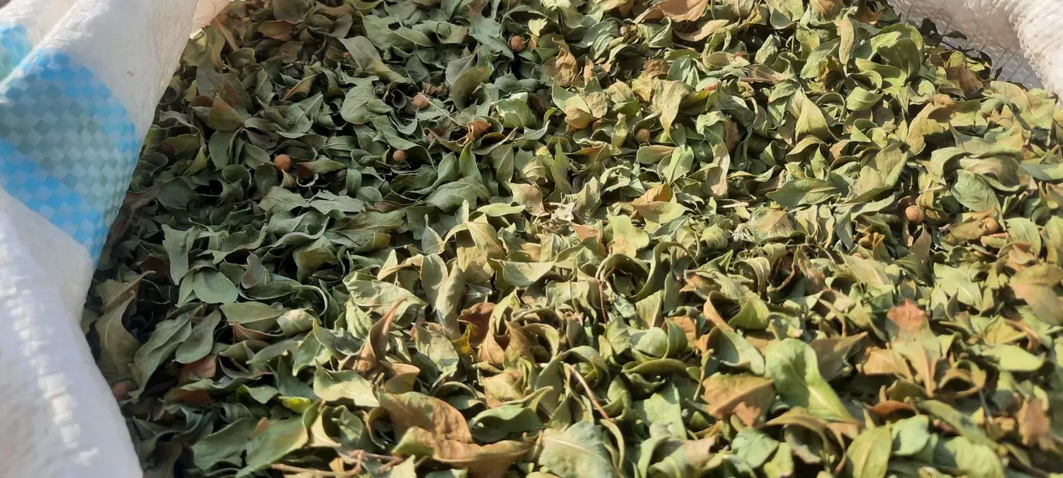 حنای محلی رودان|آرایشی، بهداشتی، درمانی|رودان, |دیوار