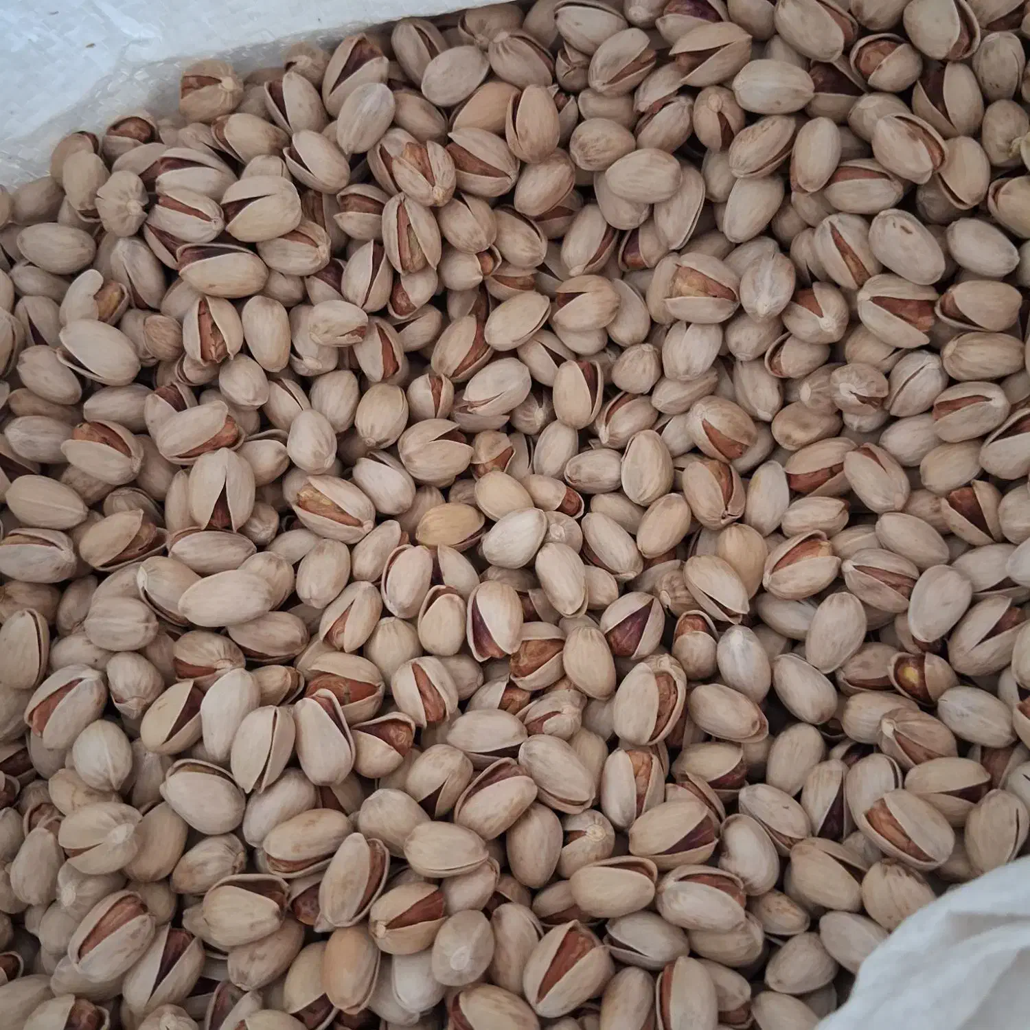 پسته خودرا بدون واسطه از کشاورز خریداری کنید|خوردنی و آشامیدنی|راور, |دیوار