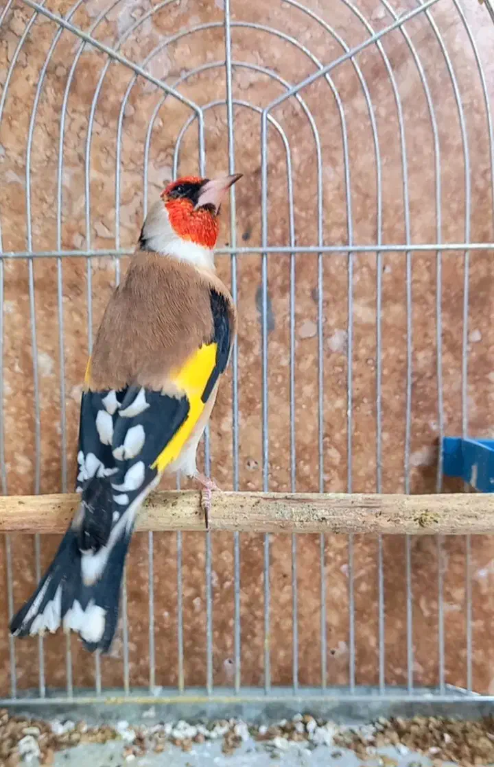 ۱۰ عدد سهره جفتی کت باز کن|پرنده|بروجرد, |دیوار