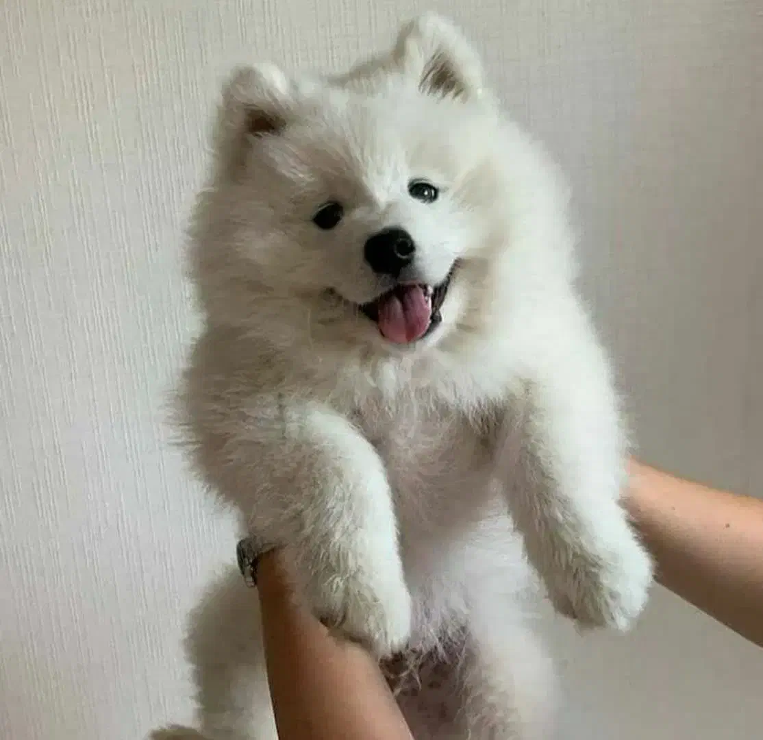 توله سگ زیبا|سگ|شیراز, معالی‌آباد|دیوار