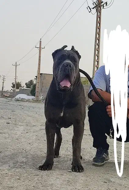 چاوچاو کن کرسو فروشی قفقازی درجه یک|سگ|کرج, فاز ۱ مهرشهر|دیوار