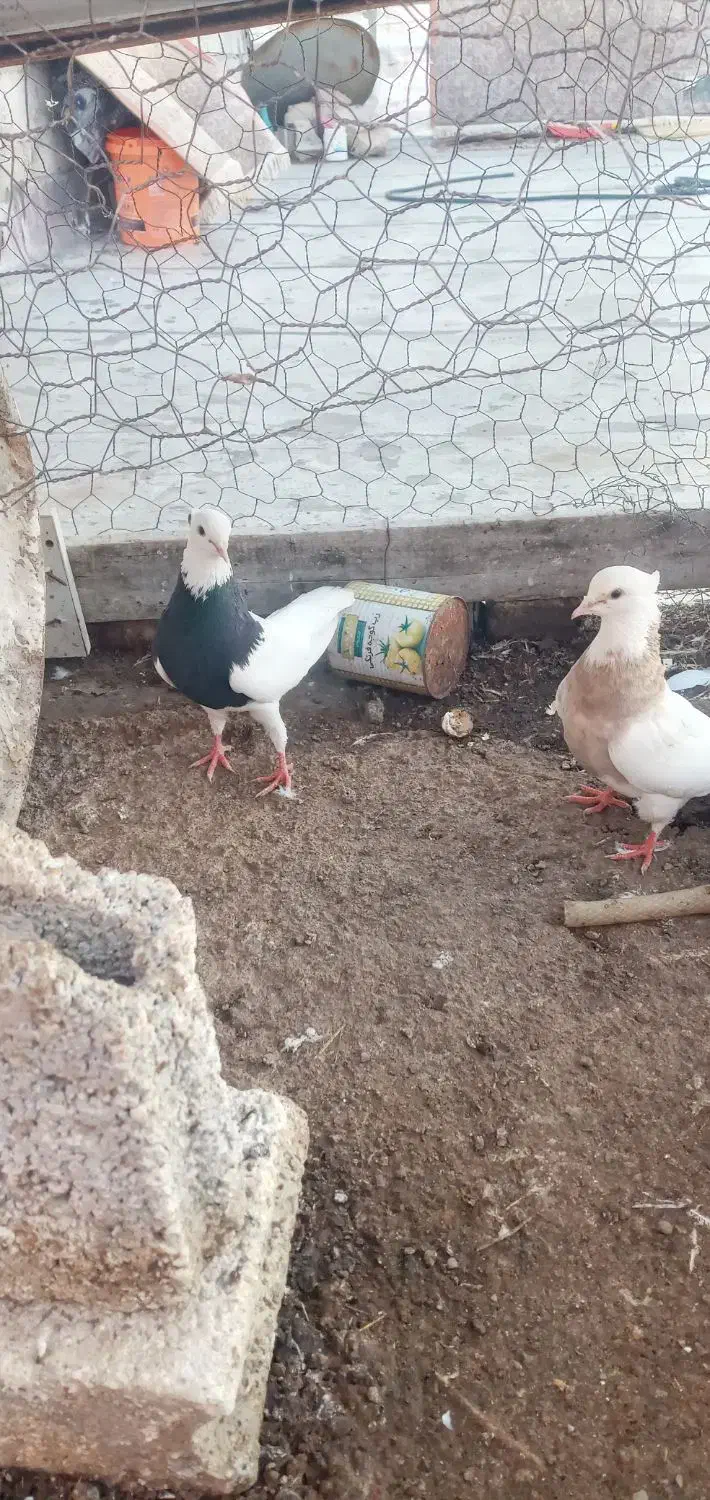 جفت کلفه د|پرنده|اردبیل, |دیوار