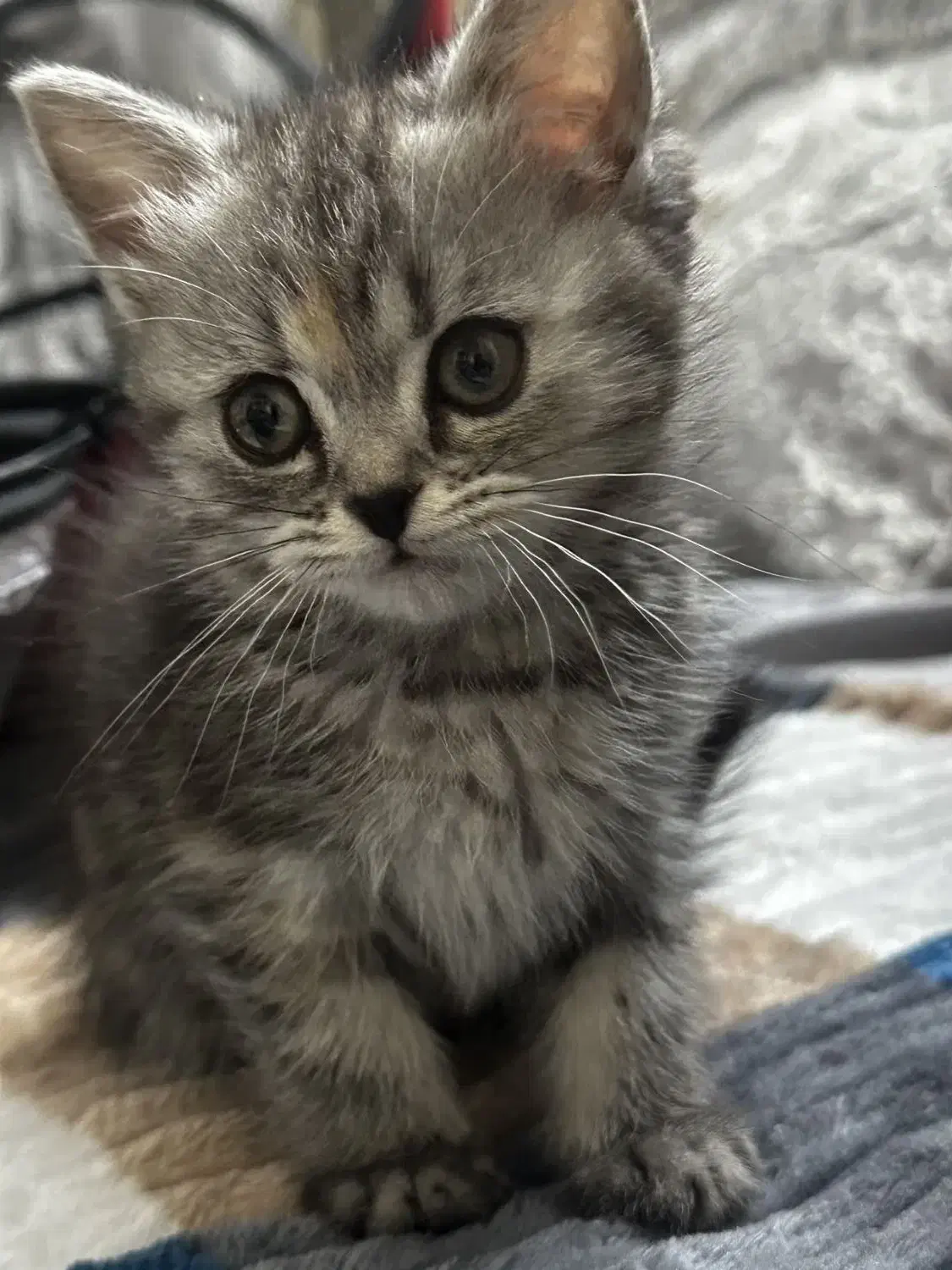 گربه بریتیش اسکاتیش|گربه|ری, جوانمرد قصاب|دیوار