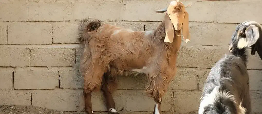 پاچن دورگ|حیوانات مزرعه|سراوان, |دیوار