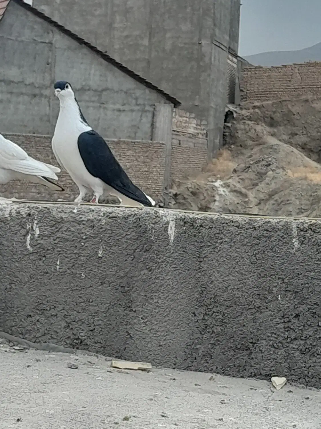 کبوتر|پرنده|شاندیز, |دیوار