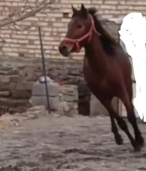 اسب|اسب و تجهیزات اسبسواری|چنگ الماسی, |دیوار