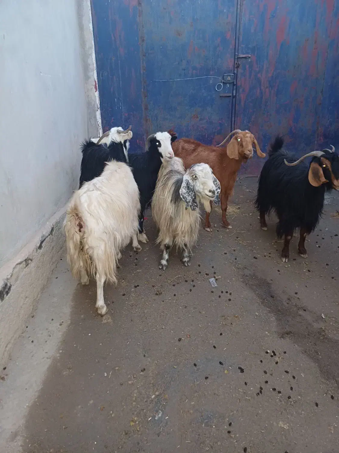 بز داشتی|حیوانات مزرعه|ماهیدشت, |دیوار