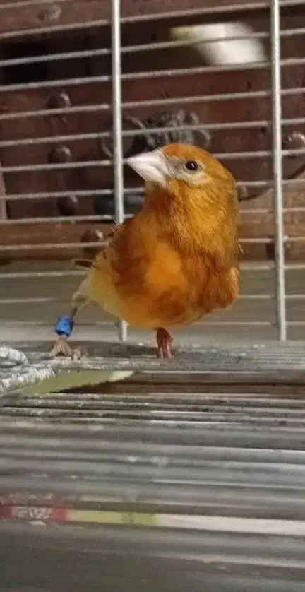 جوجه سره قناری|پرنده|تهران, آهنگ|دیوار