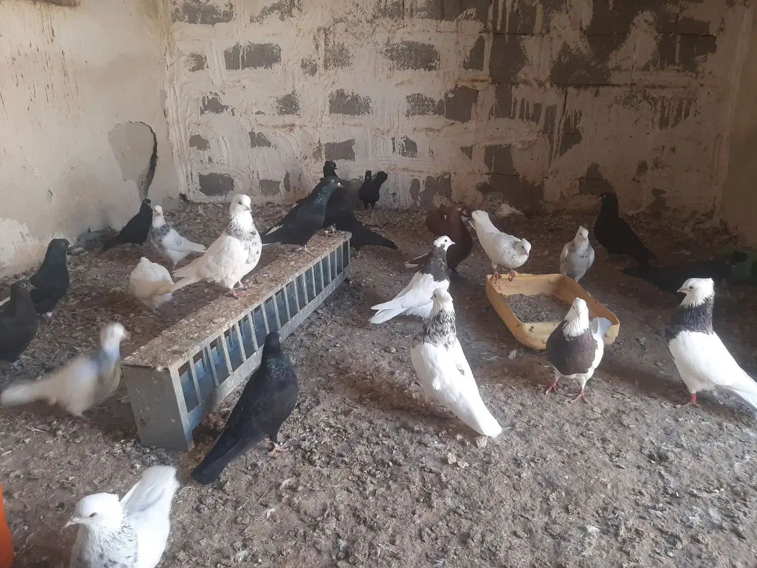 دمسفید وطوقی|پرنده|بوشهر, |دیوار