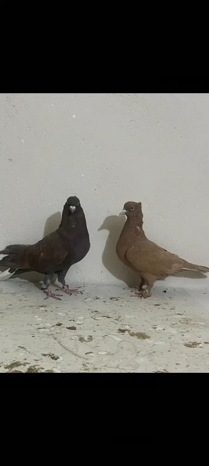 کبوتر پرنده|پرنده|شیراز, فرهنگیان|دیوار