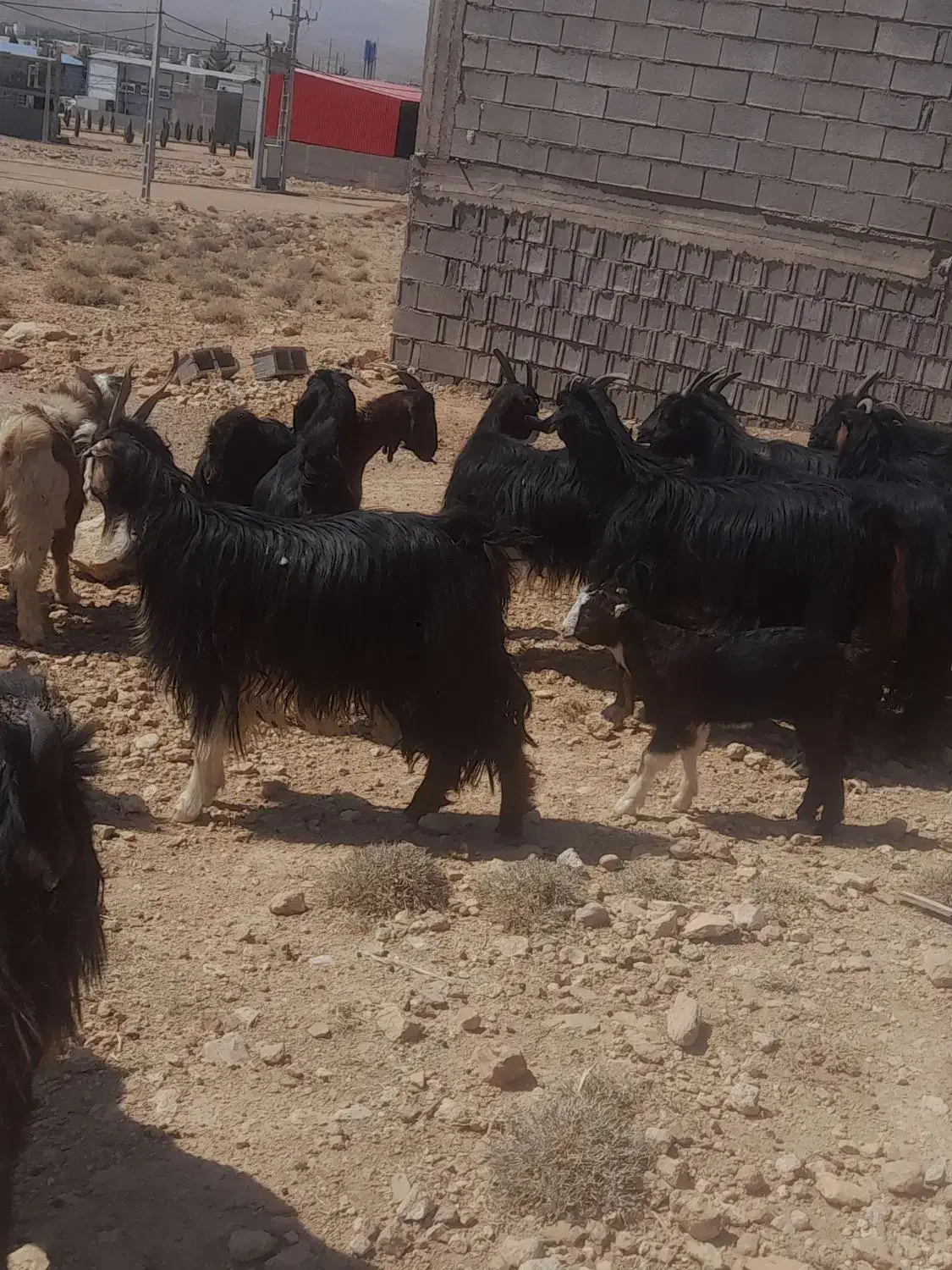 بز کهره دار و آبستن ترکی مودار|حیوانات مزرعه|شیراز, غدیر شمالی|دیوار