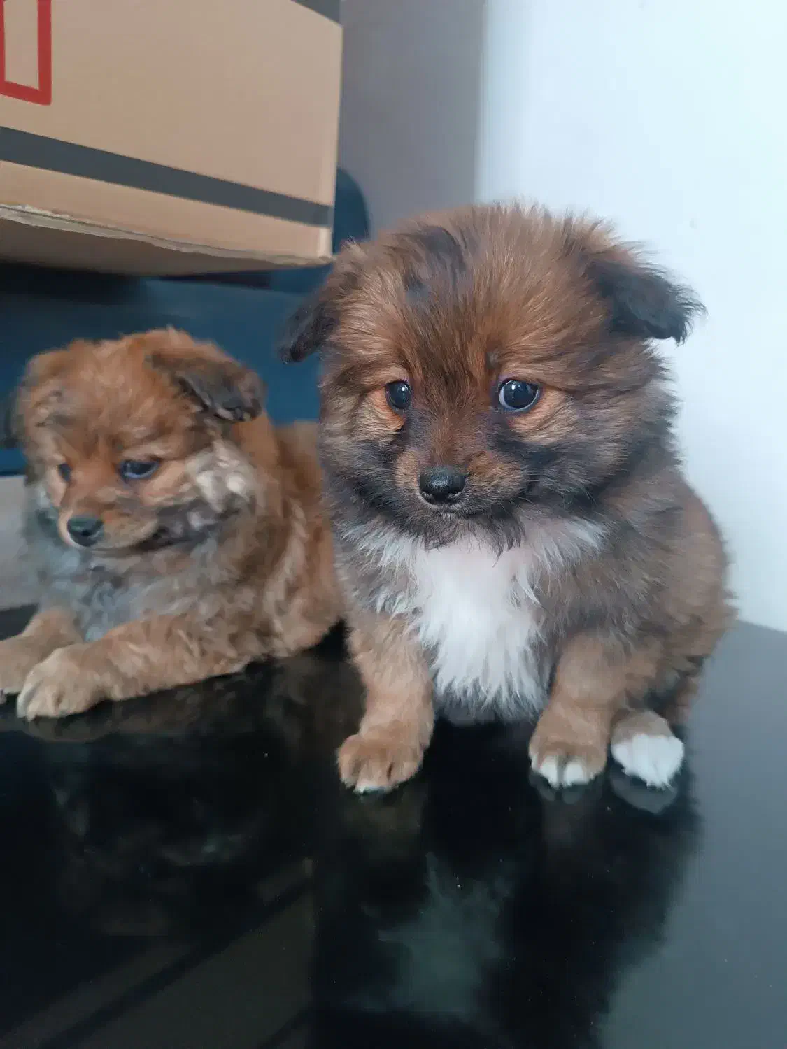 واگذاری سگ|سگ|شیراز, سعدیه شمالی|دیوار