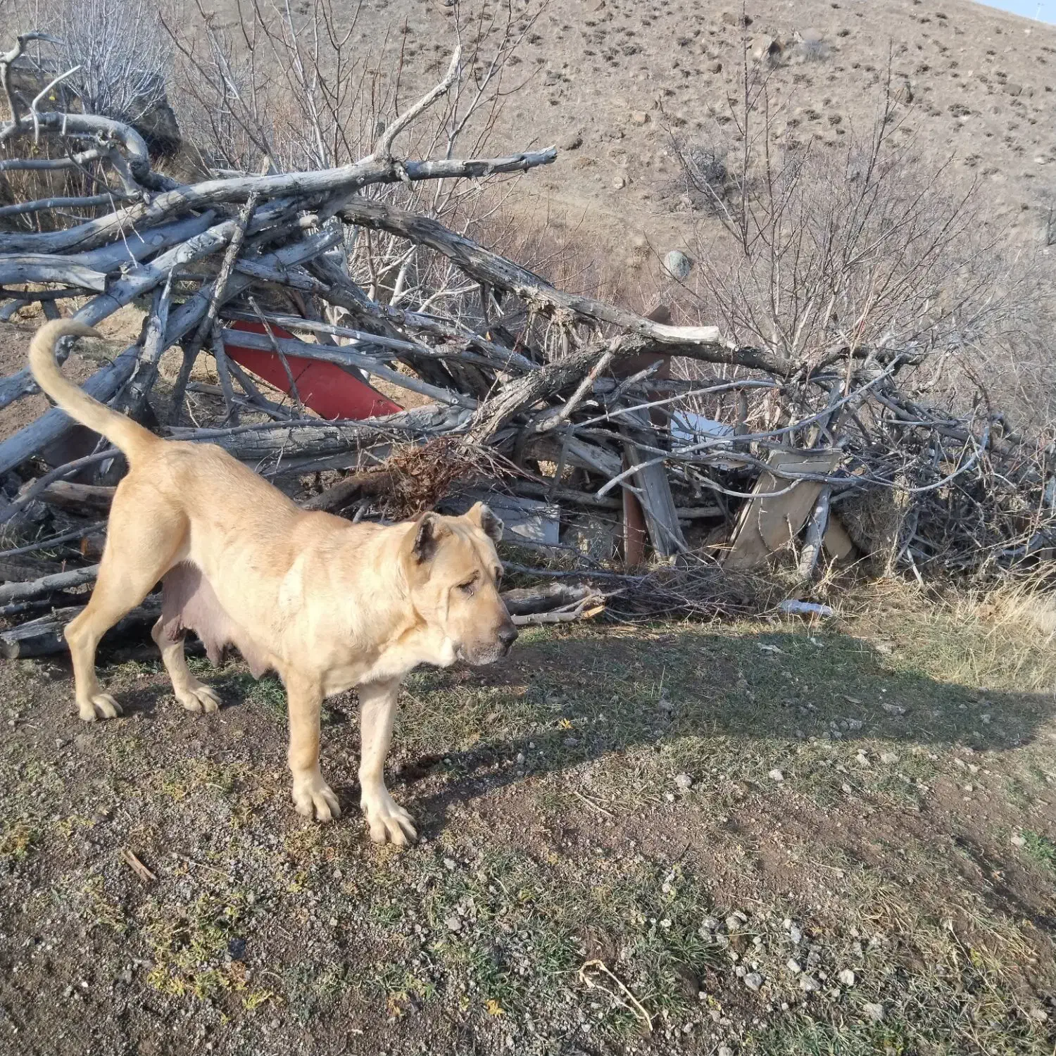 سگ ماده اصیل سرابی دوساله|سگ|مشگین شهر, |دیوار