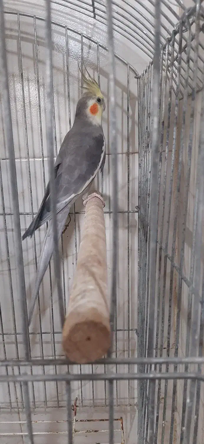 جوجه عروس هلندی|پرنده|نقده, |دیوار