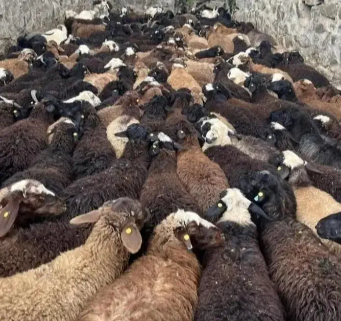 گوسفند اذربایجان بره نر درجه یک پرواری|حیوانات مزرعه|قم, باسکول|دیوار