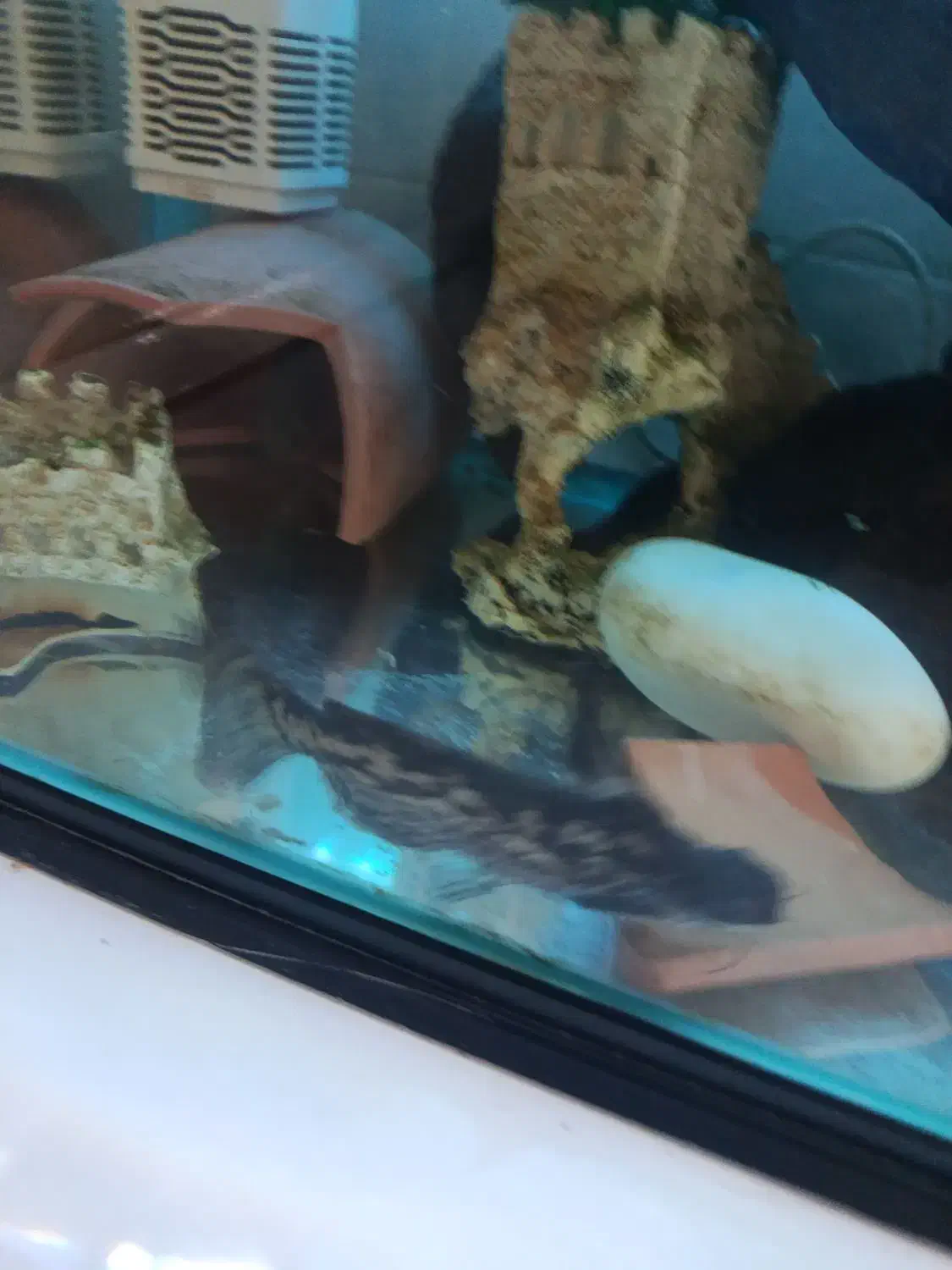 جفت ماهی کت چوبی مولد|ماهی|پرند, فاز ۴|دیوار