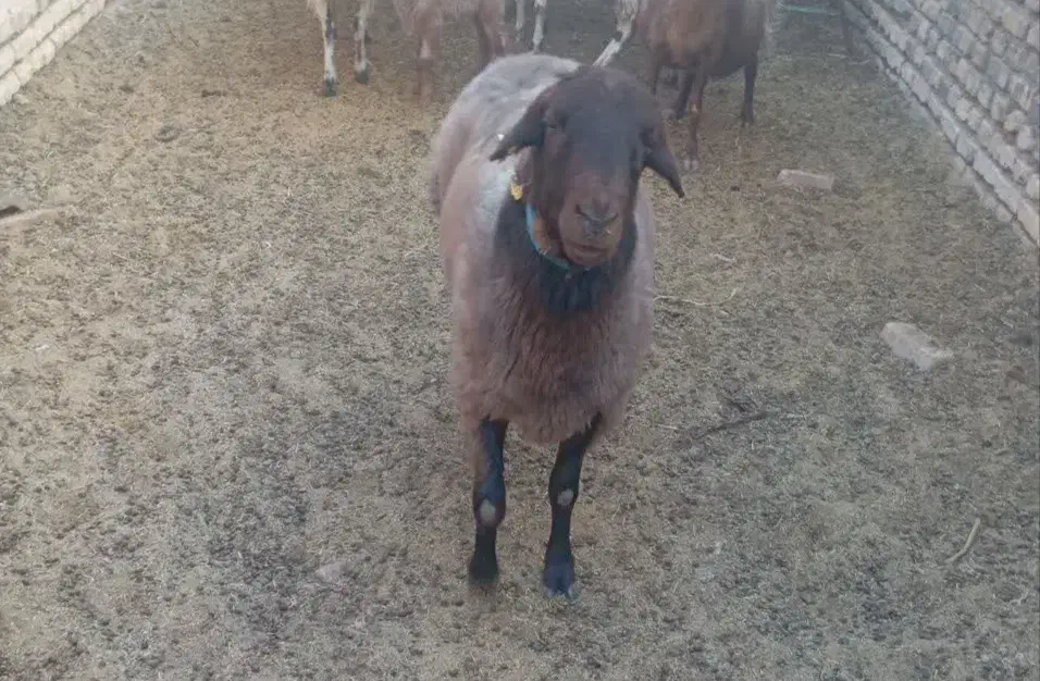 شیشک همو|حیوانات مزرعه|فردوس (خراسان), |دیوار