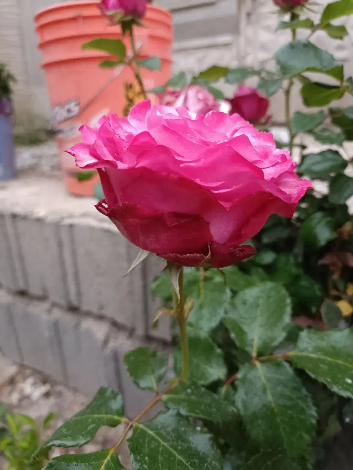 راهنمای کاری|فعالیت داوطلبانه|شیراز, تپه تلویزیون|دیوار