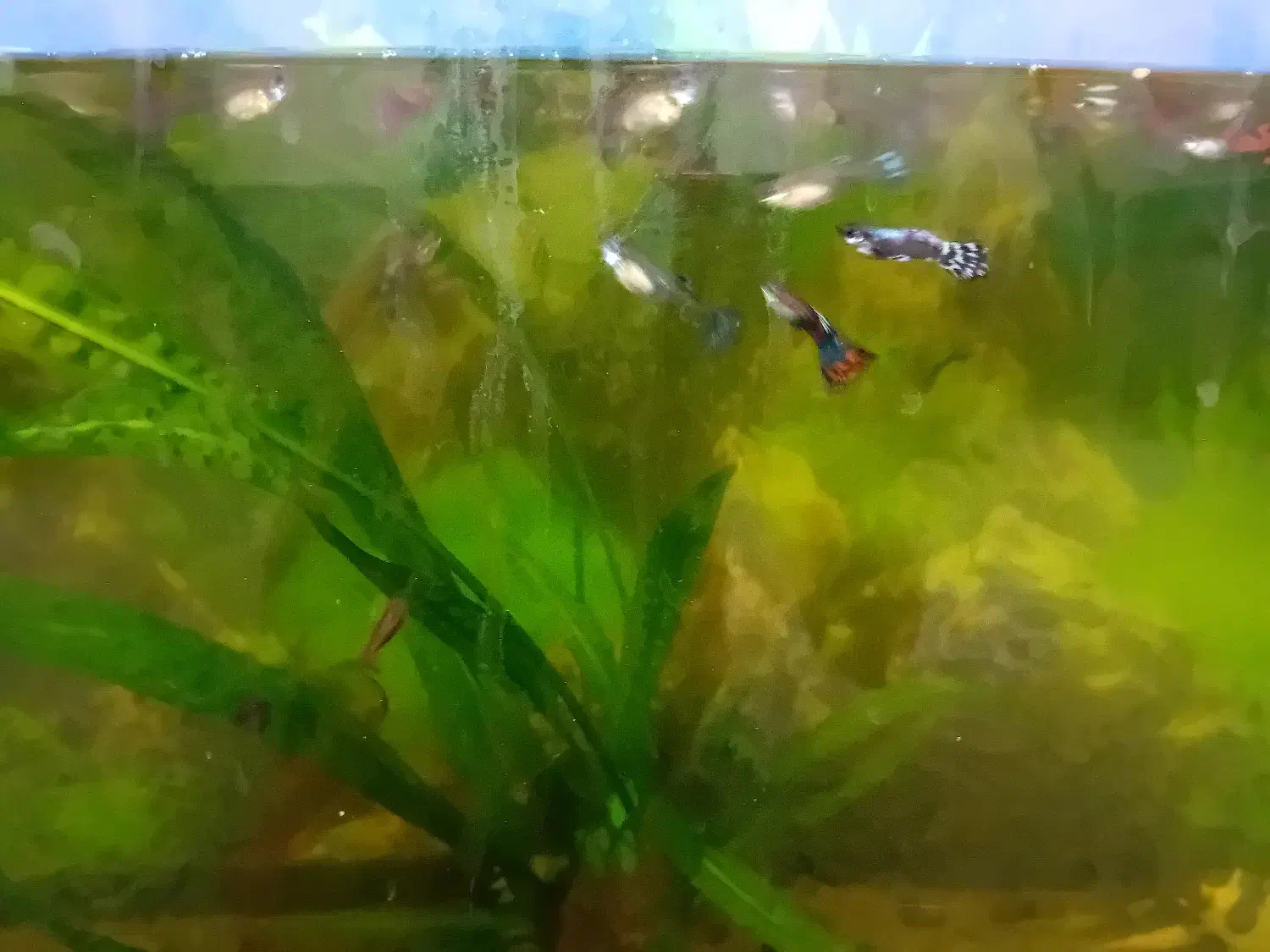 ماهی گوپی|ماهی|شاهرود, |دیوار