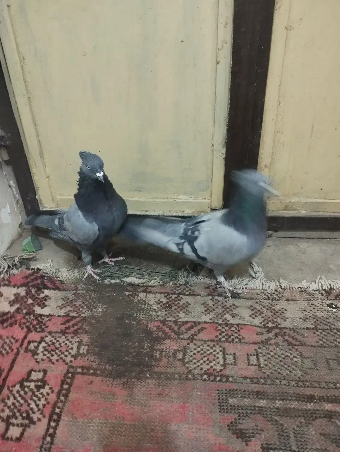 سبز بازی کن|پرنده|گنبکی, |دیوار