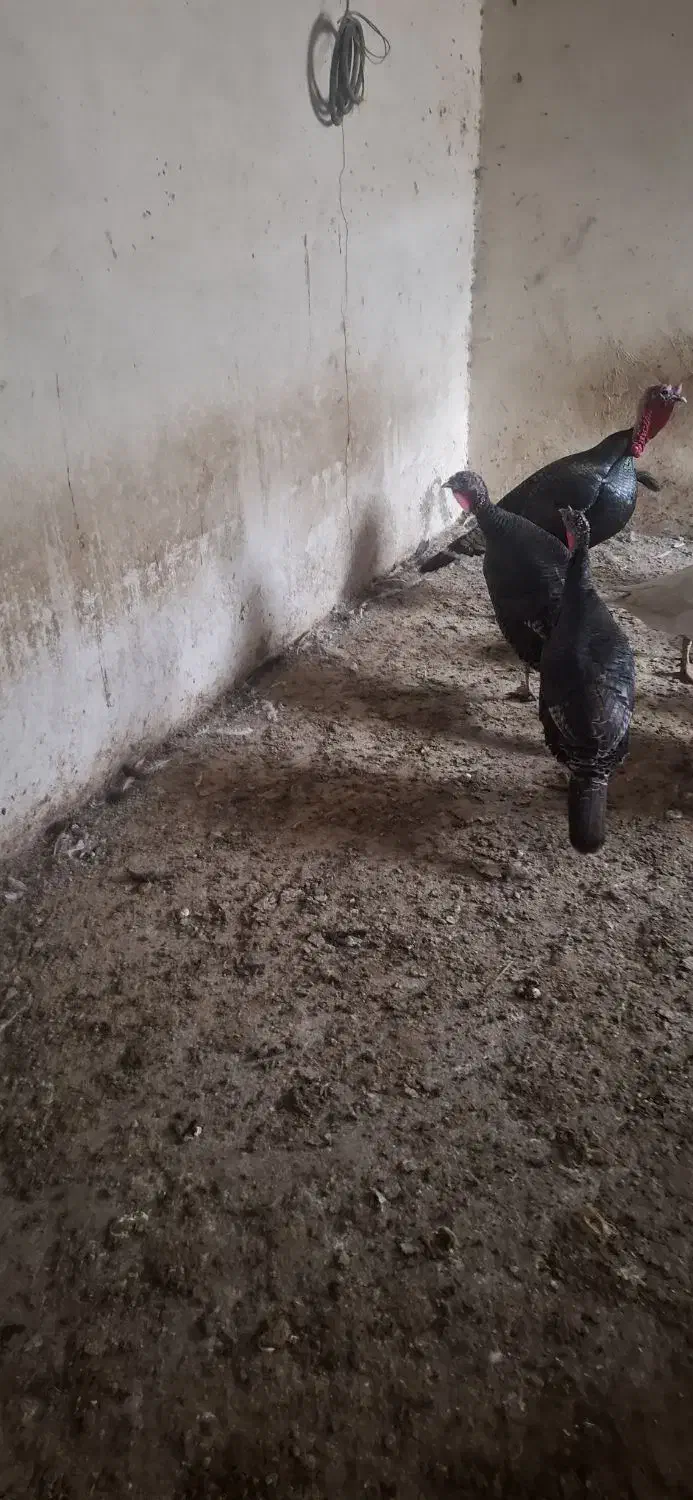 ۴عددبوقلمون|پرنده|هشتگرد, قاسم آباد بزرگ|دیوار