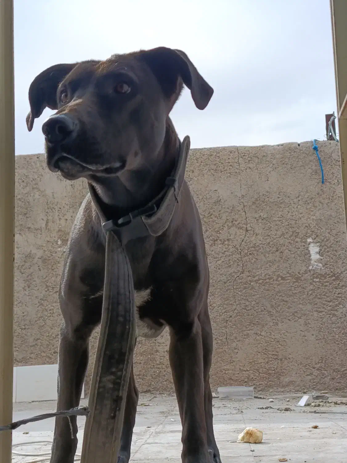 پیت بول|سگ|سیرجان, |دیوار