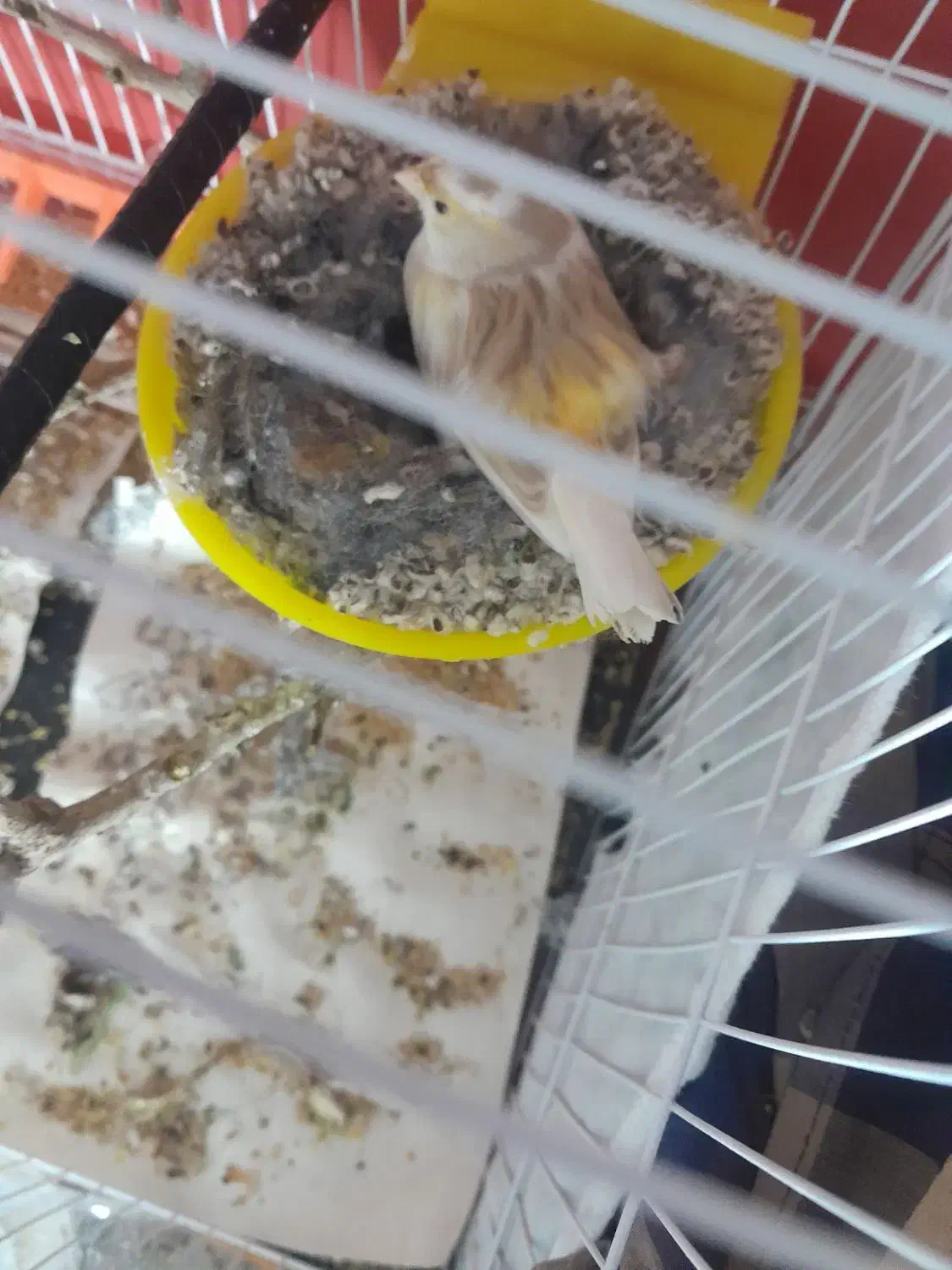 قناری جوفت رویی توخم|پرنده|مشهد, رباط طرق|دیوار