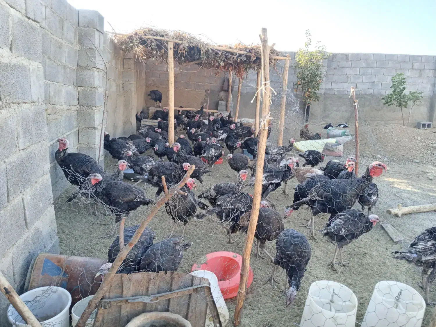 بوقلمون کردی|حیوانات مزرعه|بیلوار, |دیوار