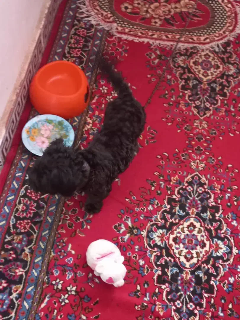 بلک راشن تریر|سگ|خرمشهر, |دیوار