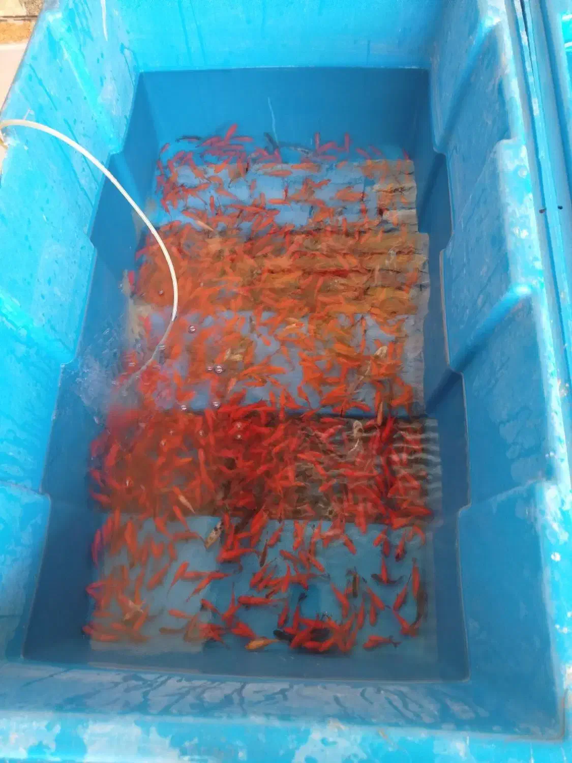 ماهی قرمز|ماهی|همدان, |دیوار