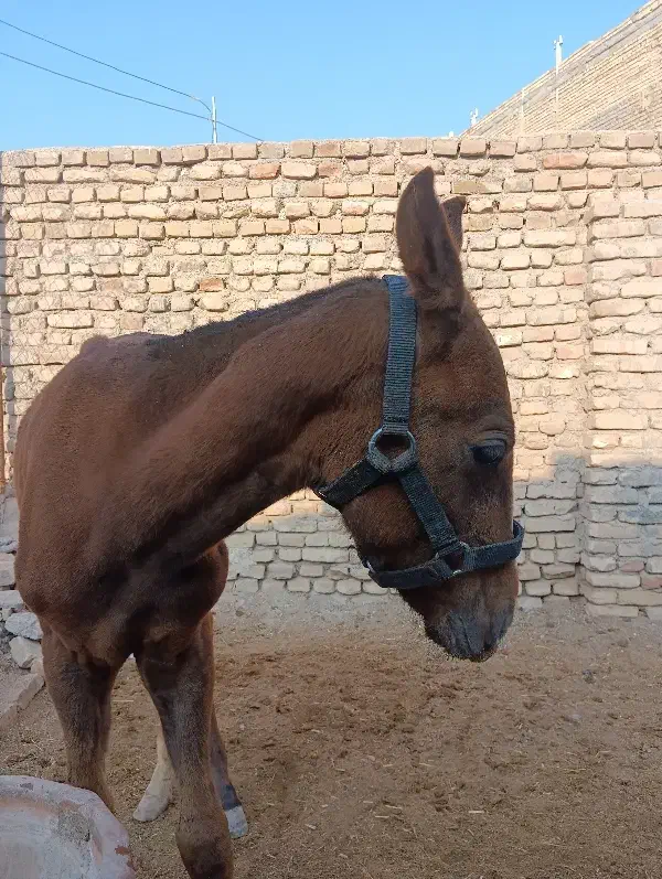 کره اسب نریون|اسب و تجهیزات اسبسواری|بومهن, |دیوار