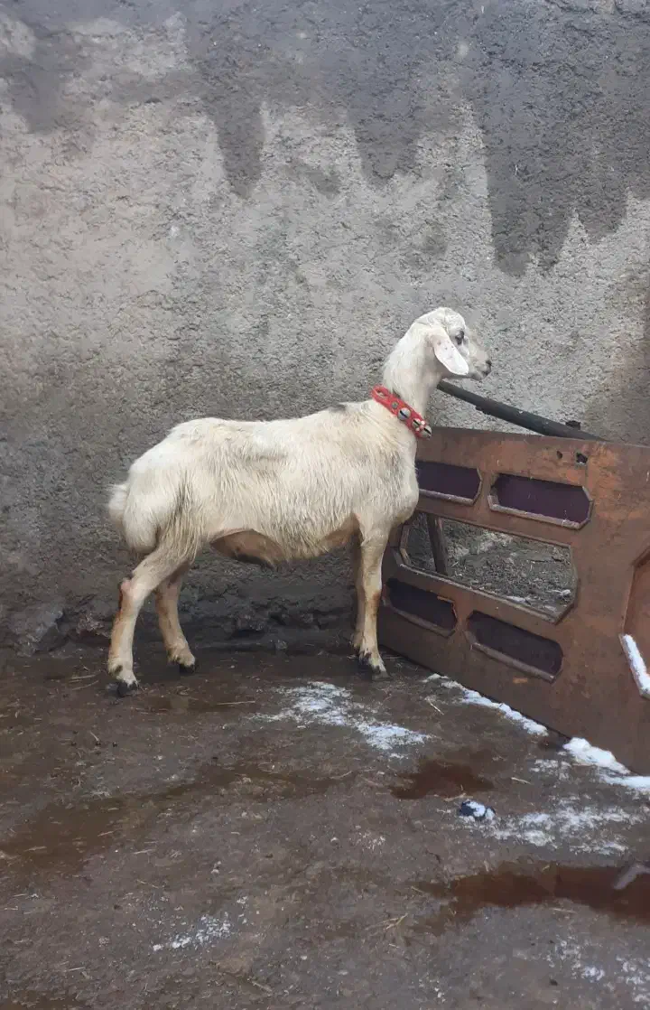 بره قوچ میش|حیوانات مزرعه|بروجرد, |دیوار