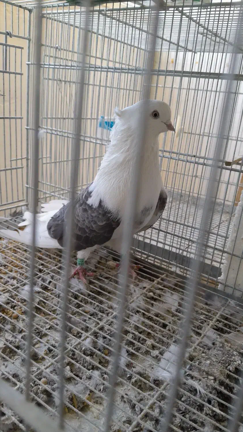 کبوتر دکور پشتار|پرنده|نقده, |دیوار