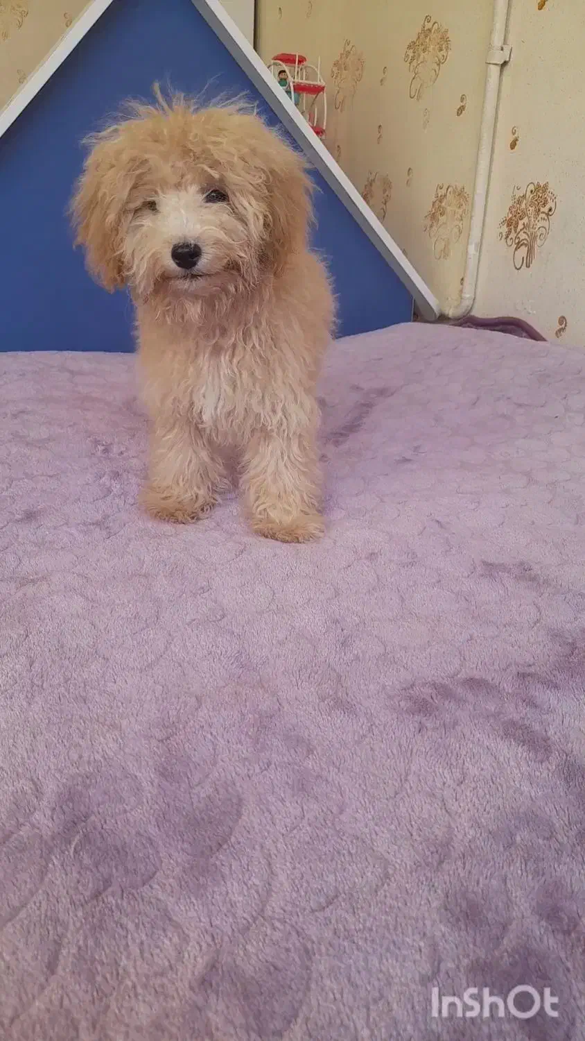 پودل نر ۴ماهه واگزاری فوری|سگ|خمینی‌شهر, |دیوار