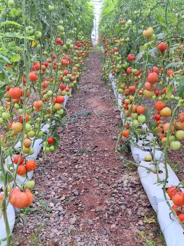 نیروی کار آقا و خانم در گلخانه|استخدام صنعتی، فنی، مهندسی|جلفا, |دیوار