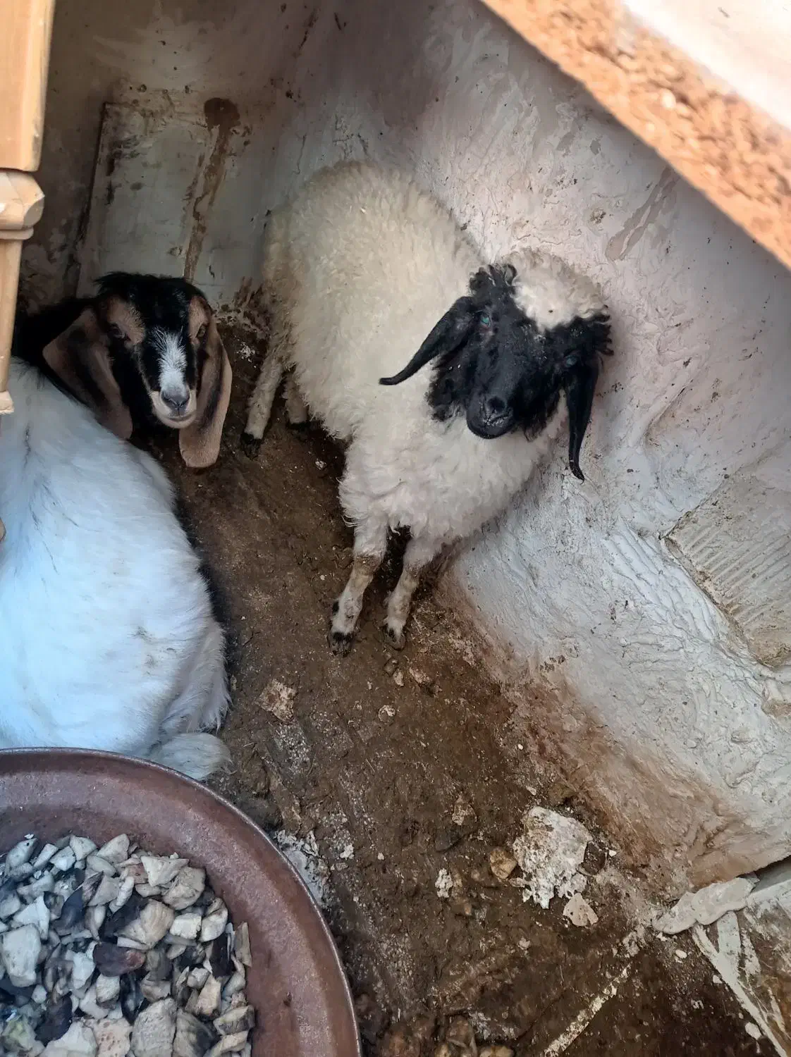 بز گوسفند|حیوانات مزرعه|کرمانشاه, |دیوار