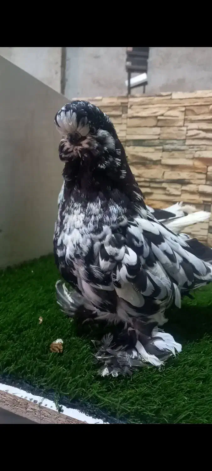 کبوتر زینتی لانگ فیس|پرنده|اصفهان, هفتون|دیوار