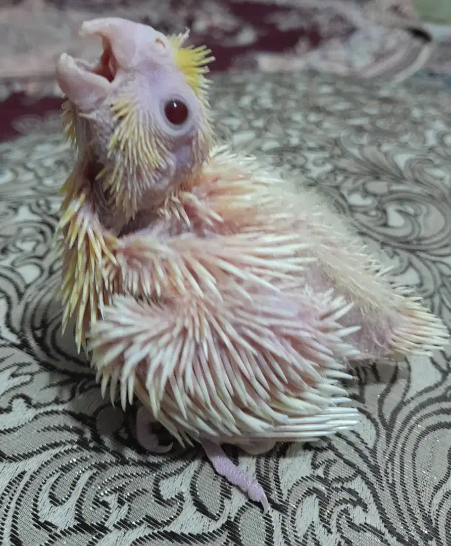 جوجه عروس|پرنده|ایرانشهر, |دیوار