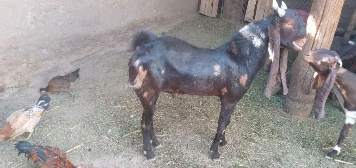 کهر نرکاموری|حیوانات مزرعه|ماهان, |دیوار