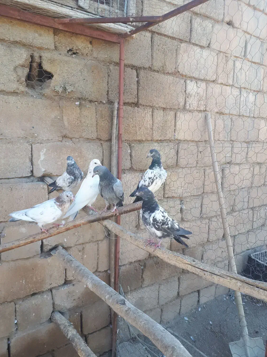 کفتر پاکستانی|پرنده|نیر (اردبیل), |دیوار