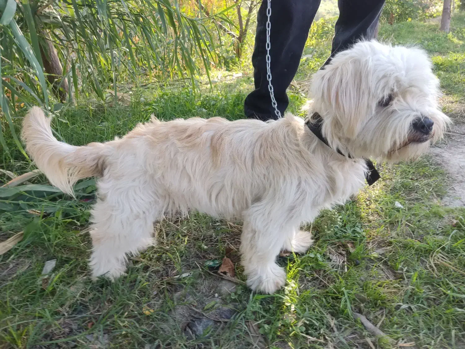 سگ  زیبا اروم باهوش|سگ|گرگان, |دیوار