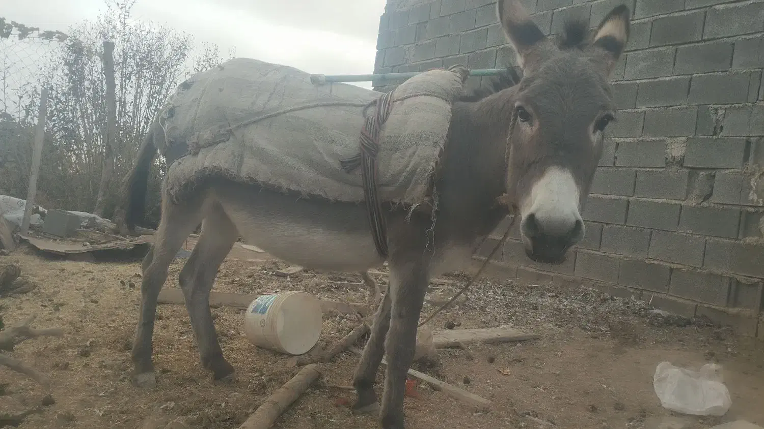 خره همه چیز تمام(عر عرک)|حیوانات مزرعه|بجنورد, |دیوار