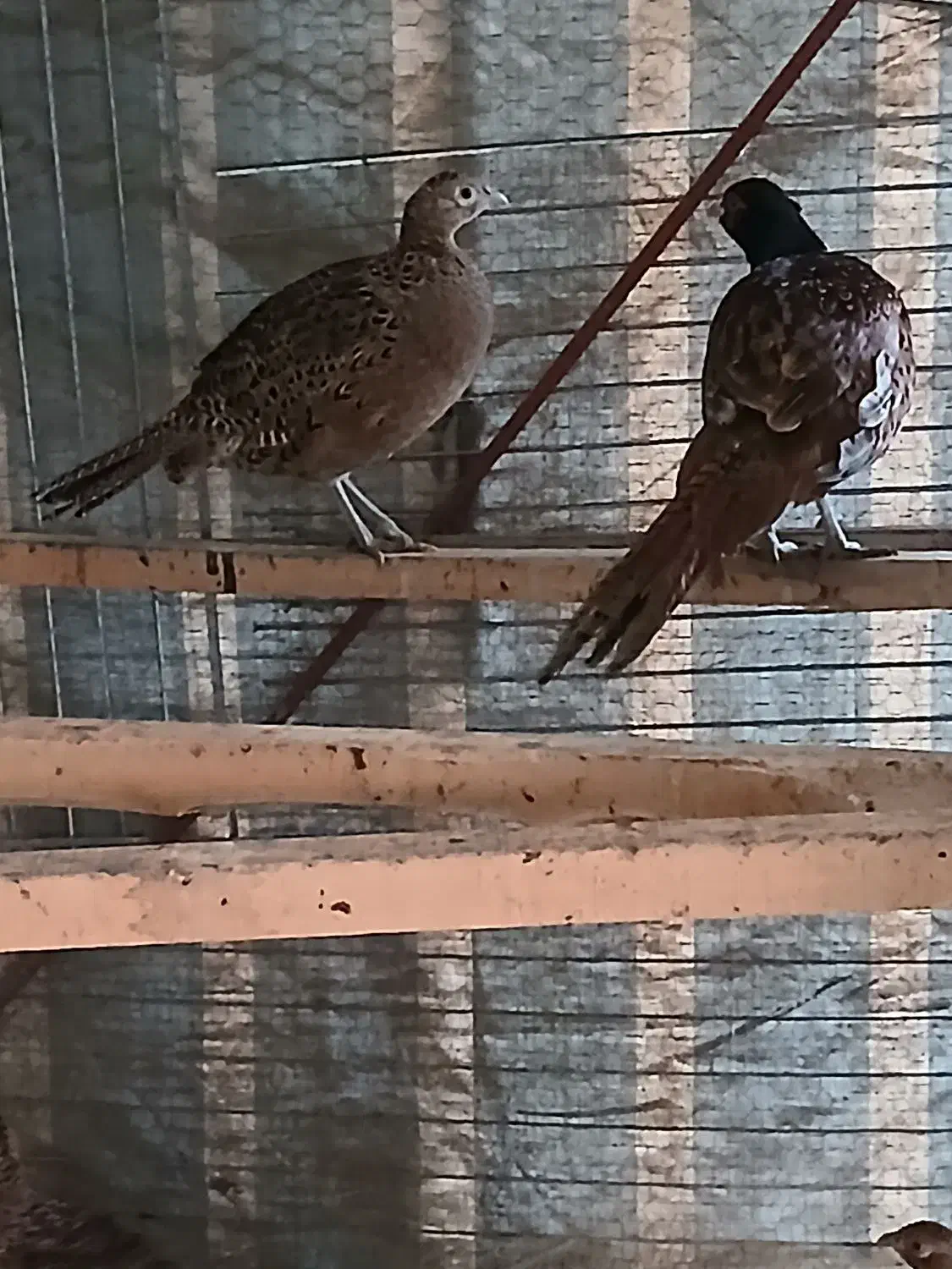 زیبا|حیوانات مزرعه|چاف و چمخاله, |دیوار