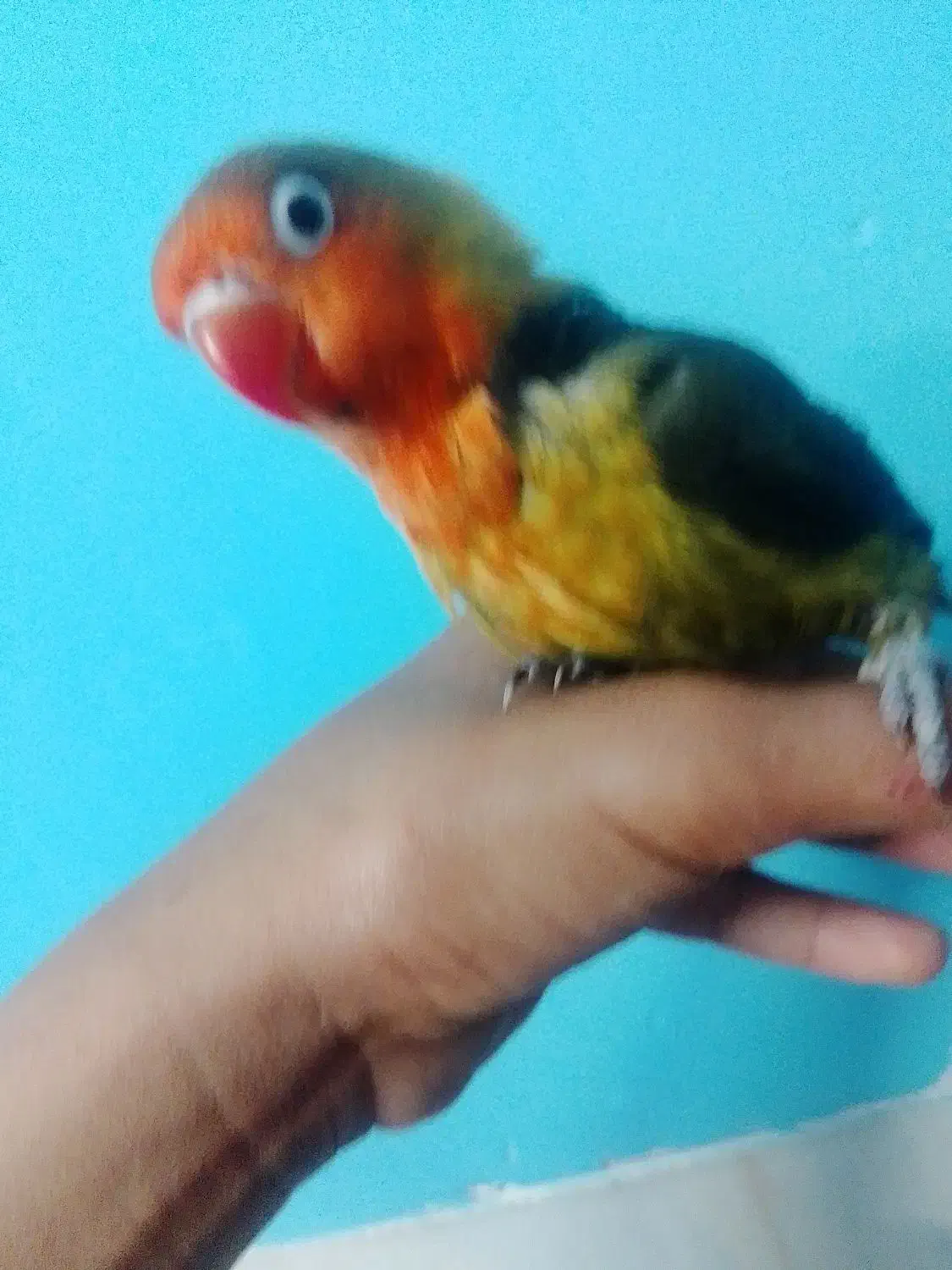 کوتوله دستی|پرنده|اردکان, |دیوار