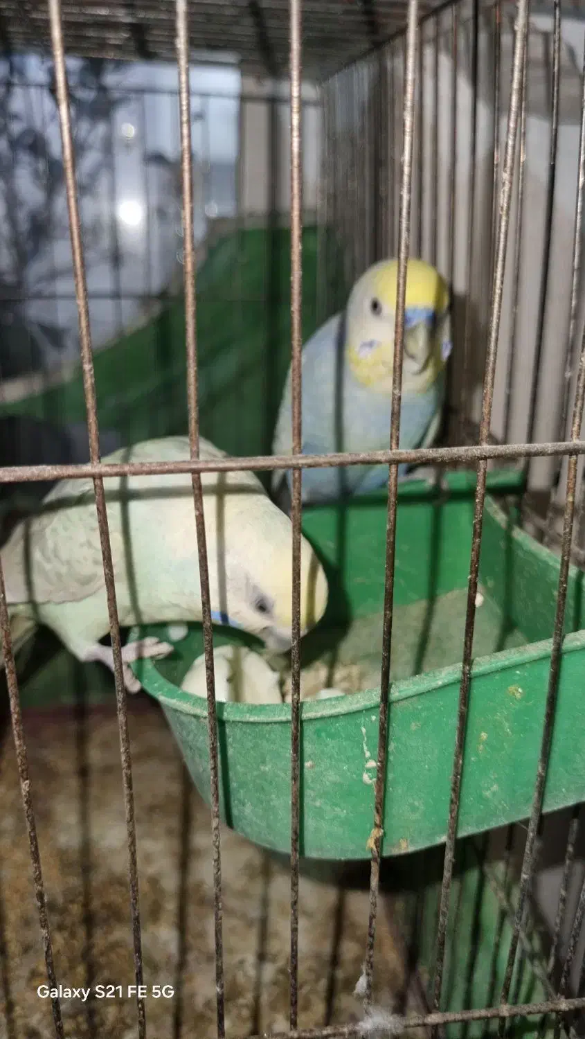 مرغ عشق تک رنگ کم یاب|پرنده|کرمانشاه, |دیوار