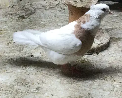 طوقی آجری ماده|پرنده|رامشیر, |دیوار